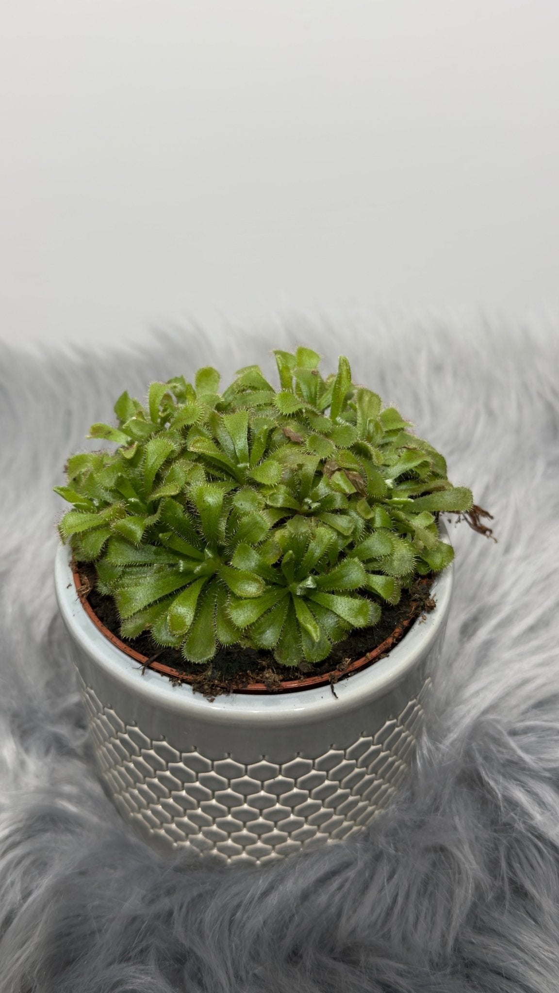 Mušķērājs Drosera Aliciae - www.augi - plants.lv