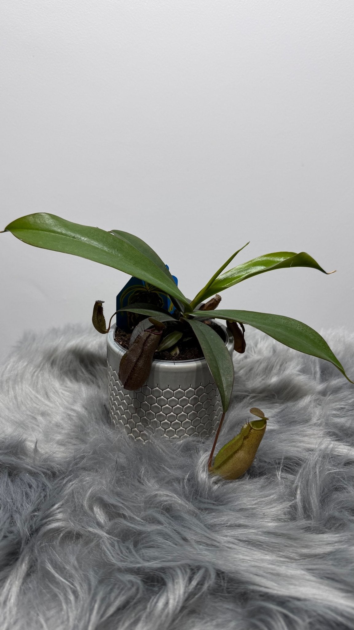 Mušķērājs Nepenthes - www.augi - plants.lv