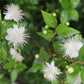 Myrtus Communis Mirte - www.augi - plants.lv