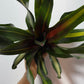 Neoregelia - www.augi - plants.lv