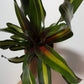 Neoregelia - www.augi - plants.lv