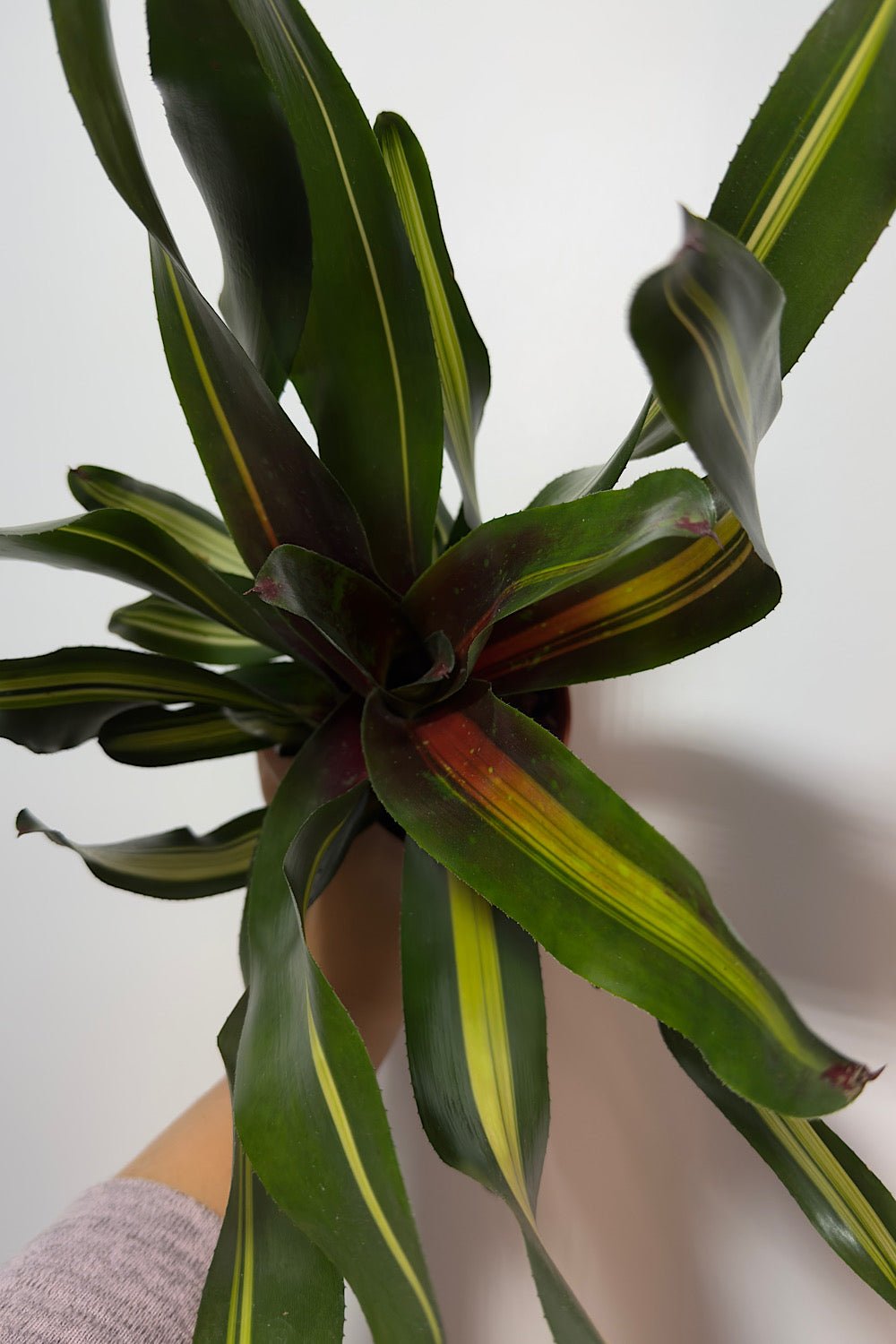 Neoregelia - www.augi - plants.lv