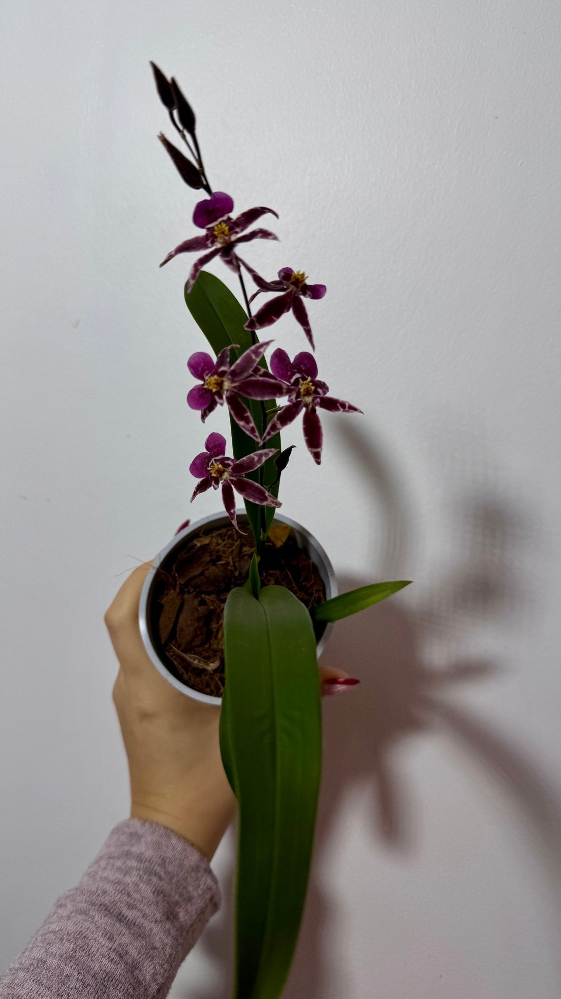 Orhideja Oncidium SMARŽO - www.augi - plants.lv