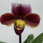 Orhideja Paphiopedilum Amerika 4 - www.augi - plants.lv