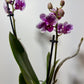 Orhideja Phalaenopsis 2 ziedkāti 7.var - www.augi - plants.lv