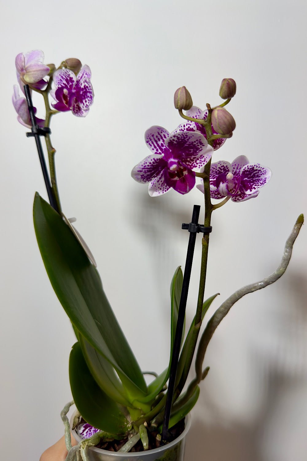 Orhideja Phalaenopsis 2 ziedkāti 7.var - www.augi - plants.lv