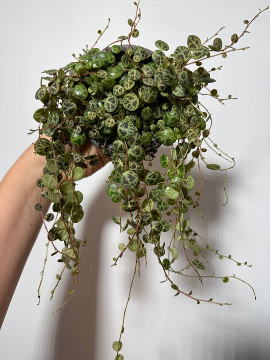 Peperomia prostrata - www.augi - plants.lv