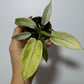 Philodendron FLORIDA GHOST - www.augi - plants.lv