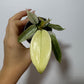 Philodendron FLORIDA GHOST - www.augi - plants.lv