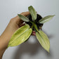 Philodendron FLORIDA GHOST - www.augi - plants.lv