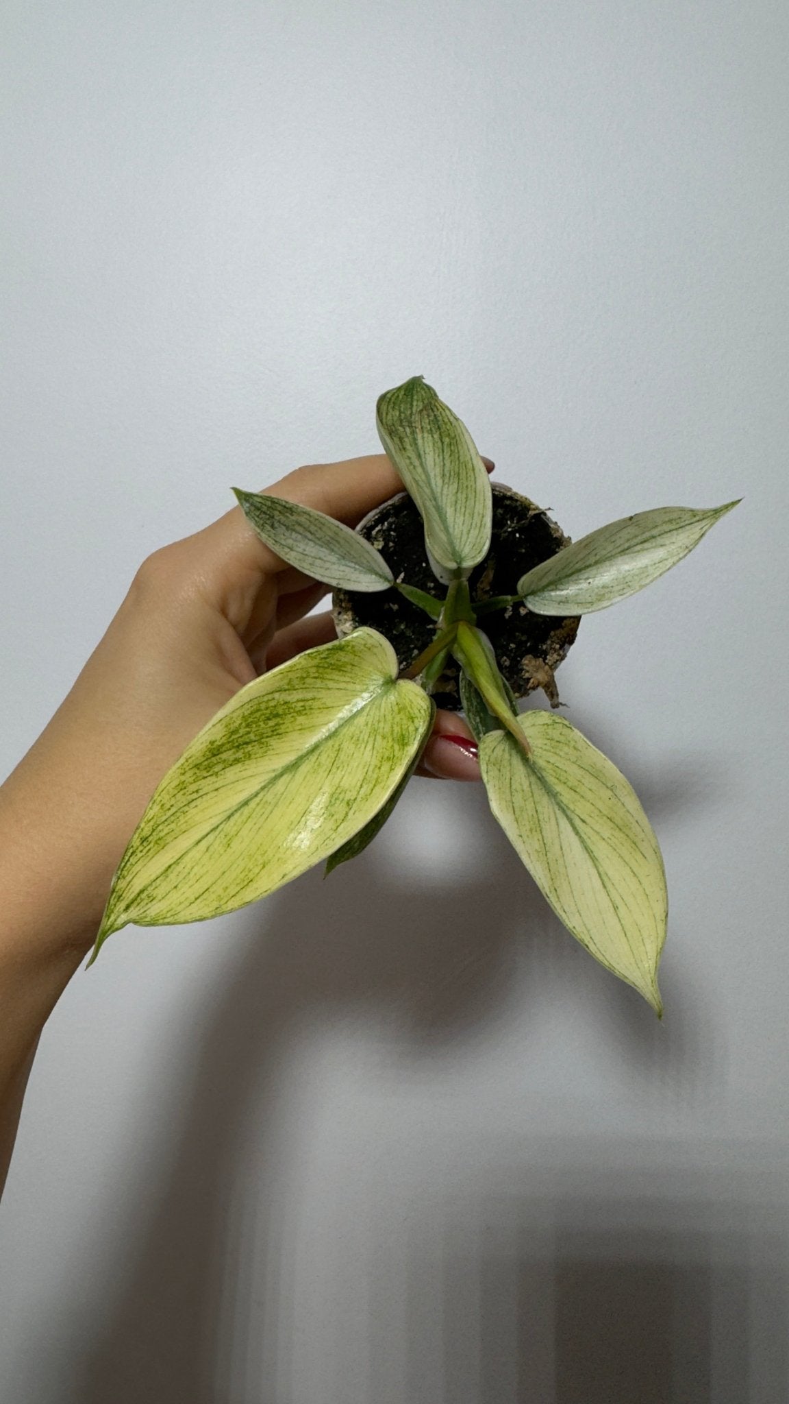 Philodendron FLORIDA GHOST - www.augi - plants.lv