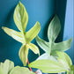 Philodendron FLORIDA GHOST - www.augi - plants.lv