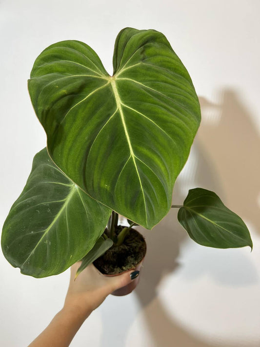 Philodendron Gloriosum - www.augi - plants.lv