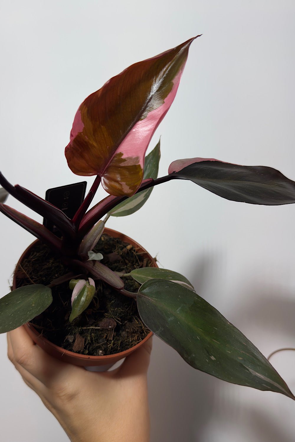 Philodendron Pink Princess - www.augi - plants.lv