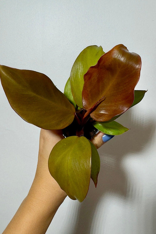 Philodendron Red Sun - www.augi - plants.lv