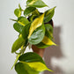 Philodendron Scandens Brasil - www.augi - plants.lv