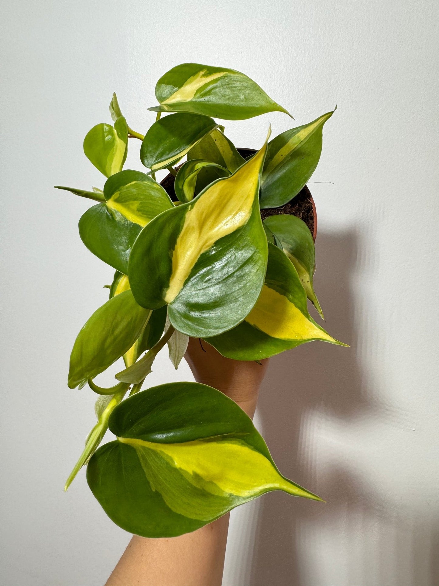 Philodendron Scandens Brasil - www.augi - plants.lv