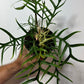 Philodendron Tortum - www.augi - plants.lv