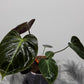 Philodendron verrucosum Choco Red - www.augi - plants.lv