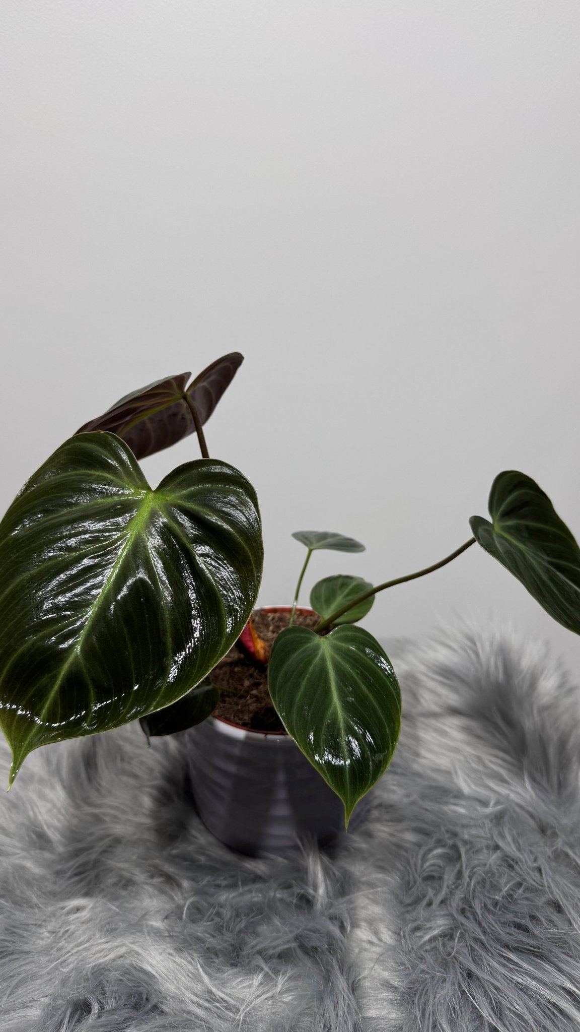 Philodendron verrucosum Choco Red - www.augi - plants.lv