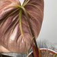 Philodendron verrucosum Choco Red - www.augi - plants.lv