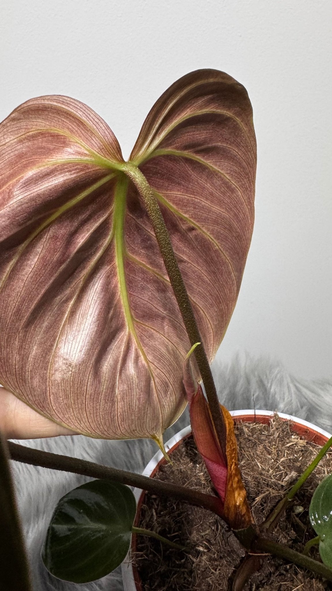 Philodendron verrucosum Choco Red - www.augi - plants.lv