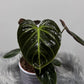 Philodendron verrucosum Choco Red - www.augi - plants.lv