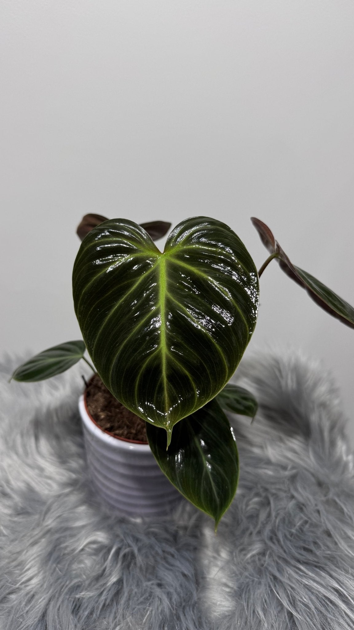 Philodendron verrucosum Choco Red - www.augi - plants.lv