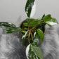 Philodendron 'White Princess' - www.augi - plants.lv