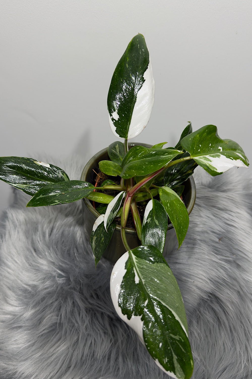 Philodendron 'White Princess' - www.augi - plants.lv