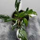 Philodendron 'White Princess' - www.augi - plants.lv