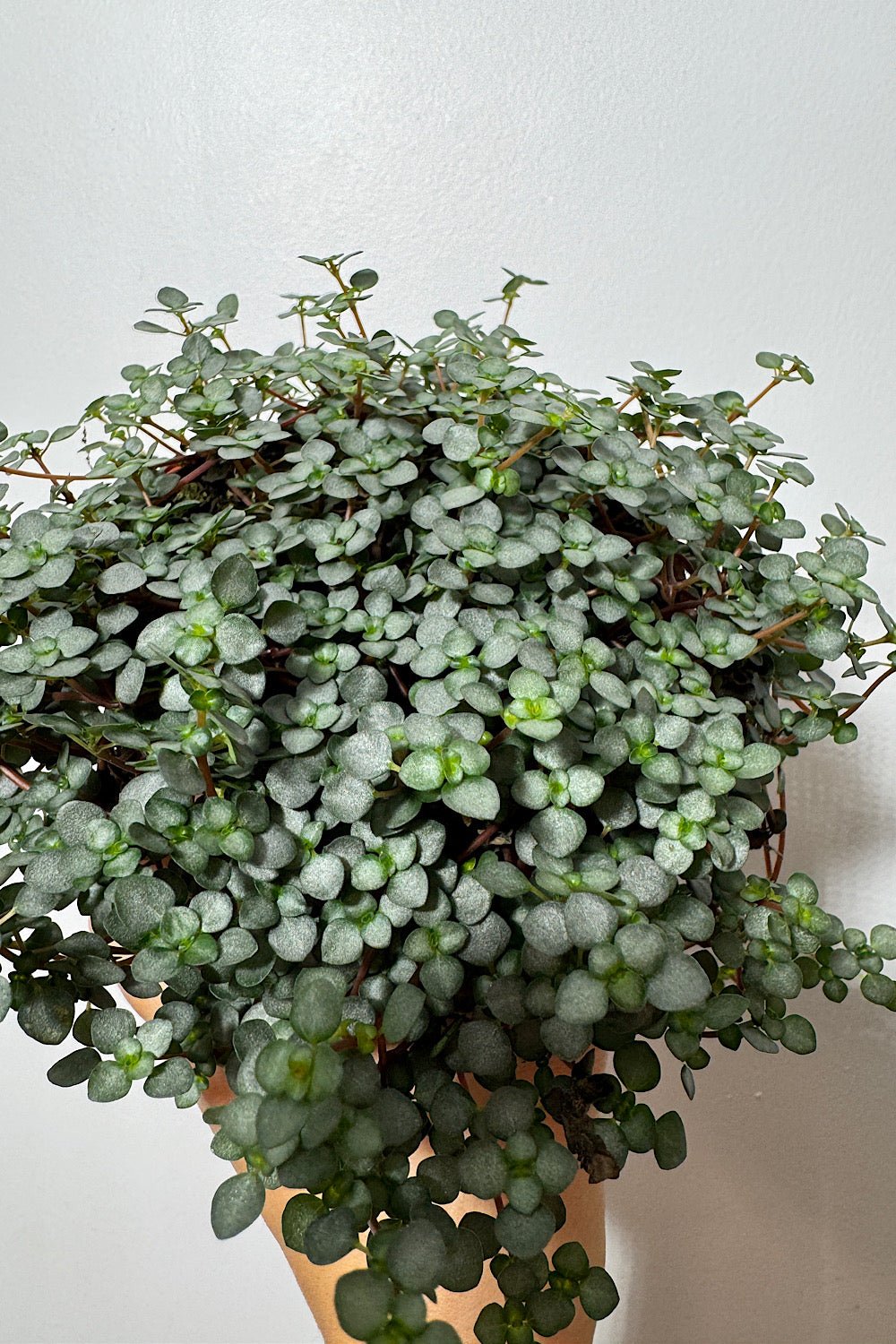 Pilea Glaucophylla Greyzy - www.augi - plants.lv