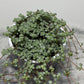 Pilea Glaucophylla Greyzy - www.augi - plants.lv