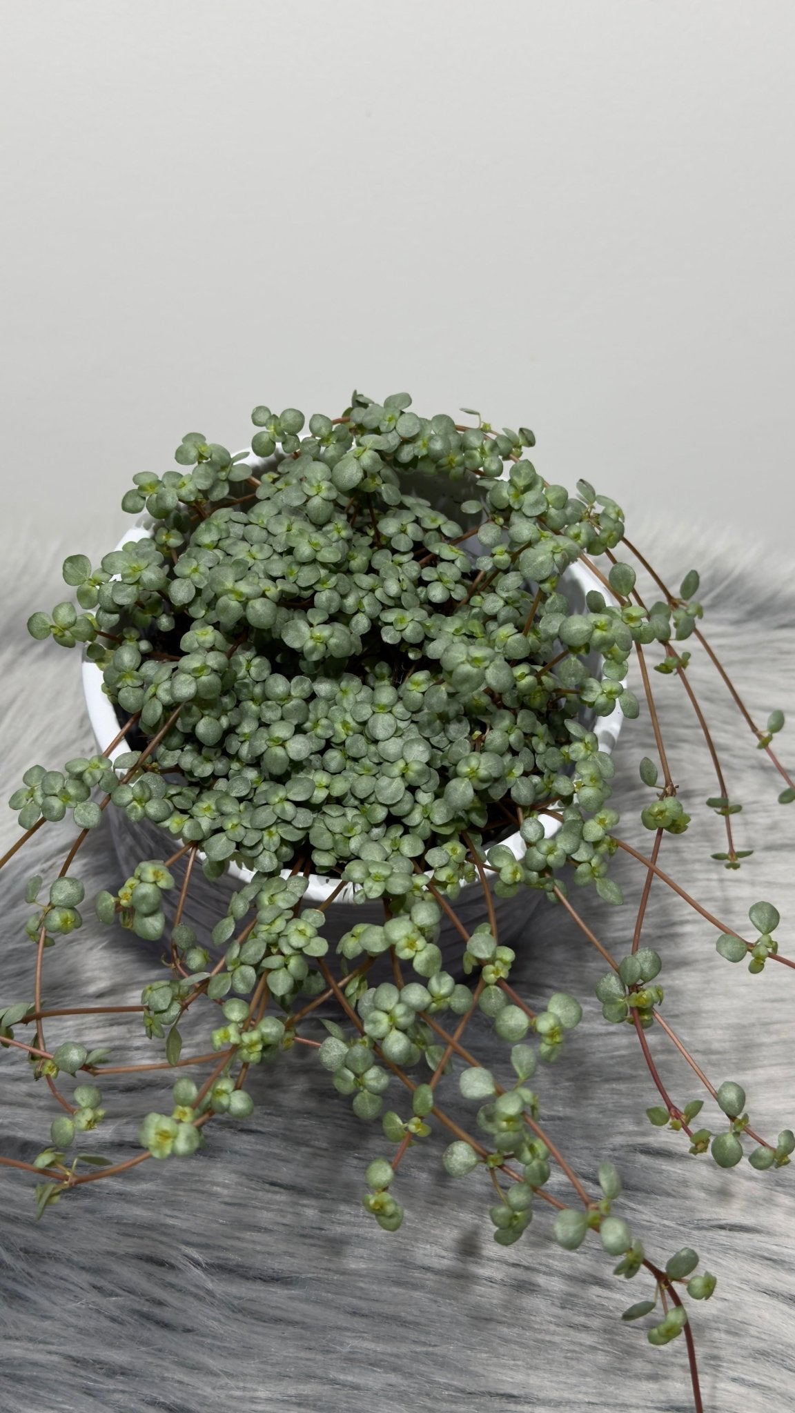 Pilea Glaucophylla Greyzy - www.augi - plants.lv