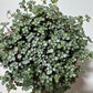 Pilea Glaucophylla Greyzy - www.augi - plants.lv