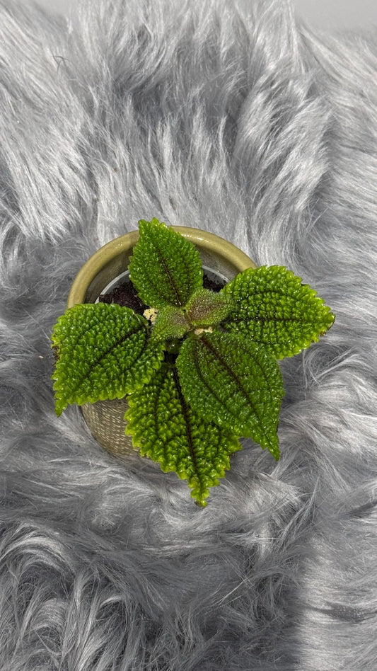 Pilea Moon Valley - www.augi - plants.lv