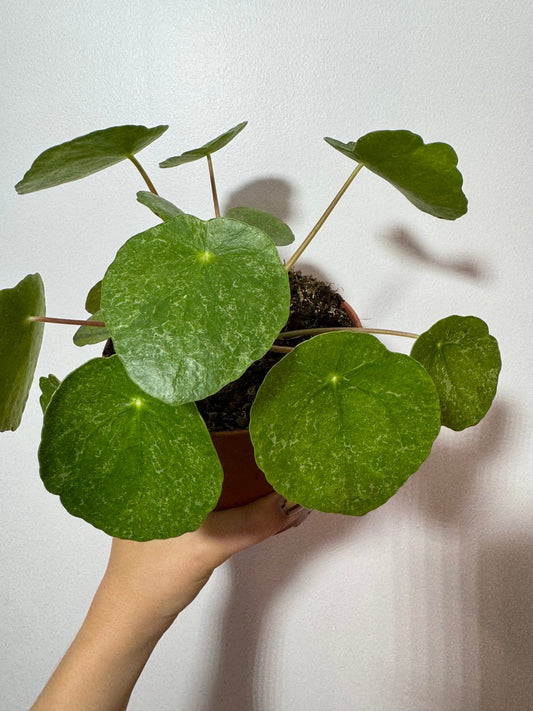 Pilea Sugar - www.augi - plants.lv