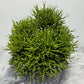 Rhipsalis 2 - www.augi - plants.lv