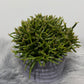 Rhipsalis 3 - www.augi - plants.lv