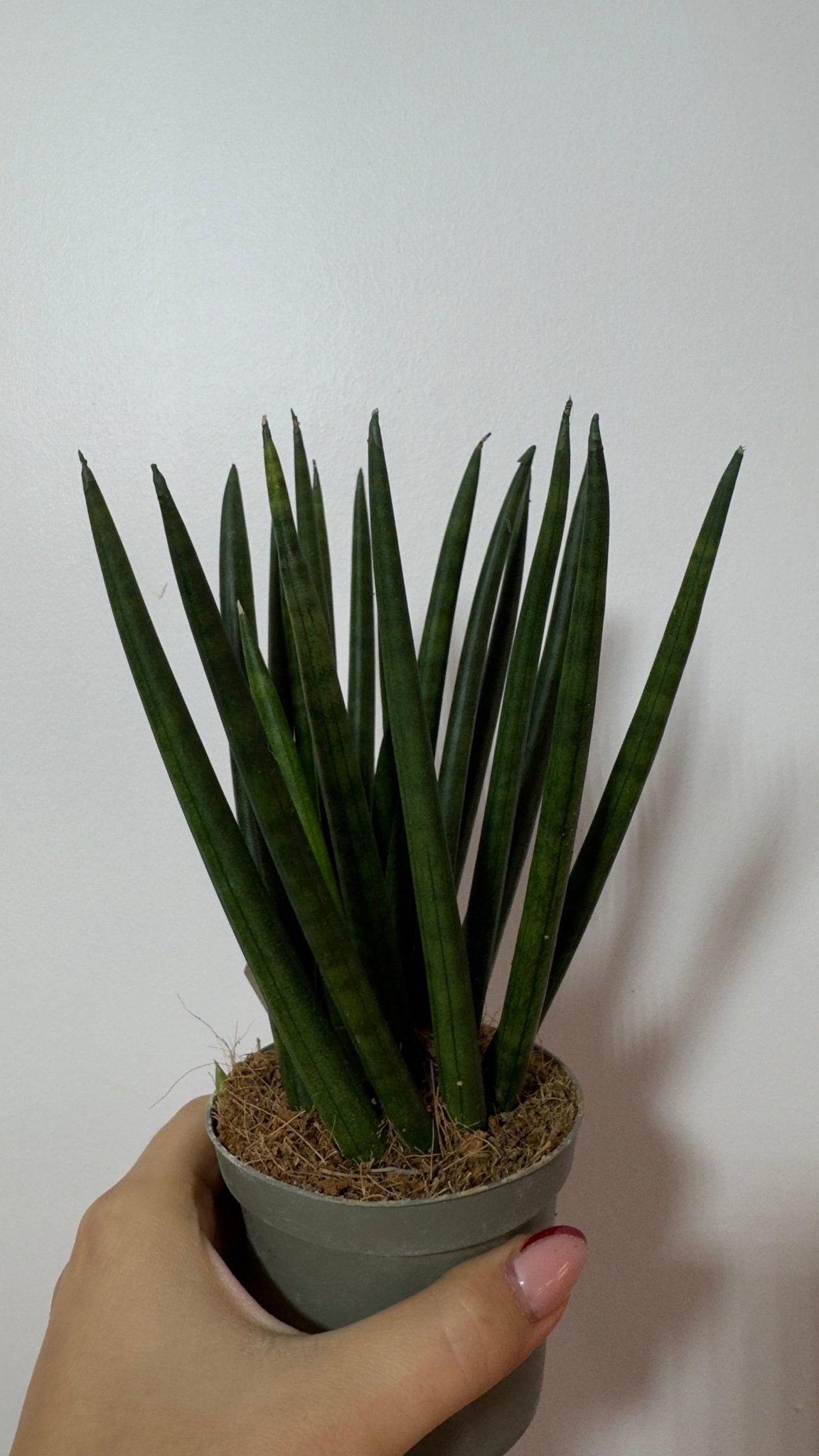 Sansevieria cylindrica 'Spaghetti' - www.augi - plants.lv