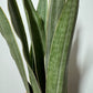 Sansevieria Metallica - www.augi - plants.lv