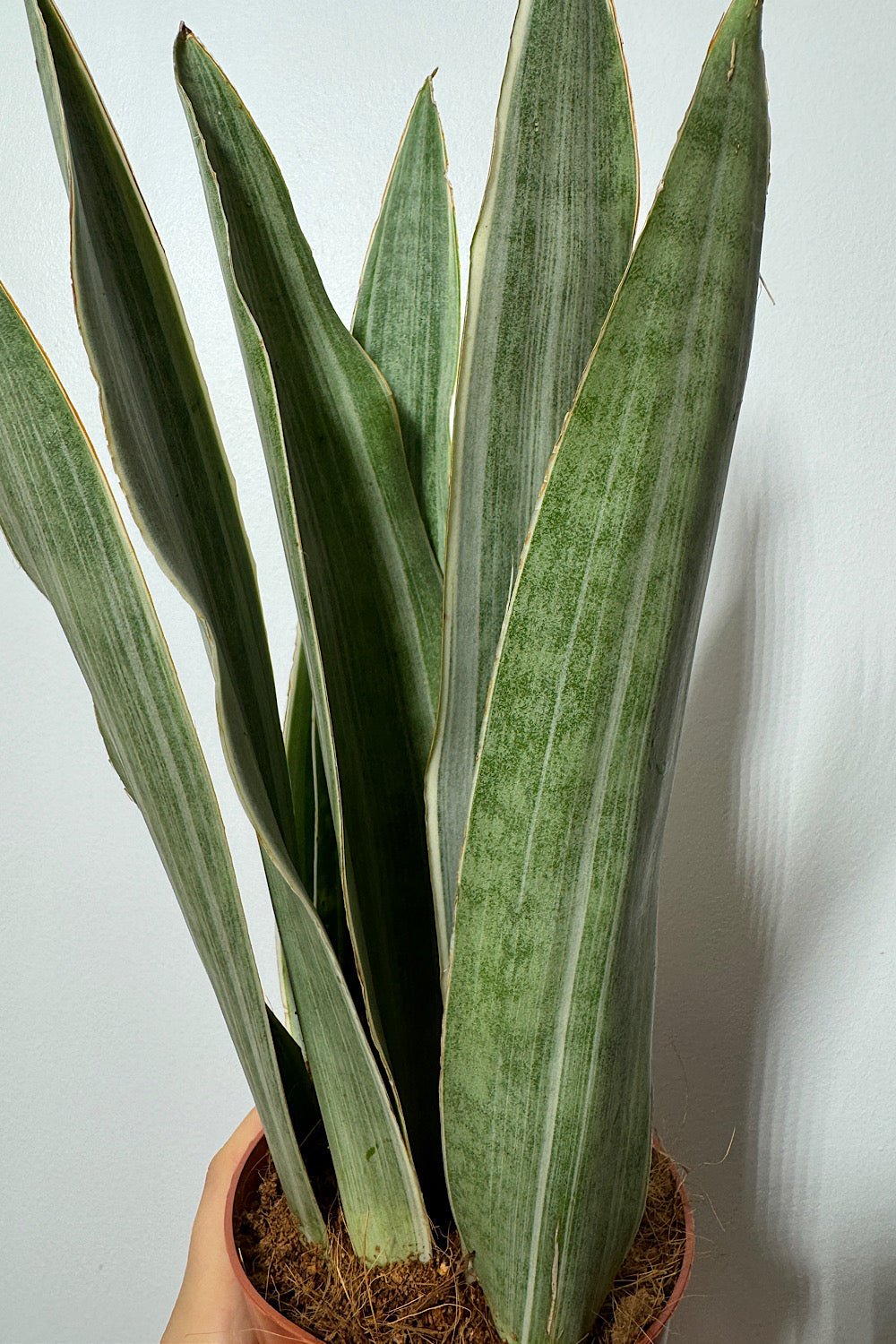 Sansevieria Metallica - www.augi - plants.lv