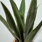 Sansevieria Metallica - www.augi - plants.lv