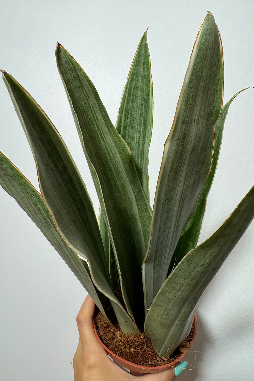 Sansevieria Metallica - www.augi - plants.lv