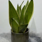 Sansevieria Snow White - www.augi - plants.lv