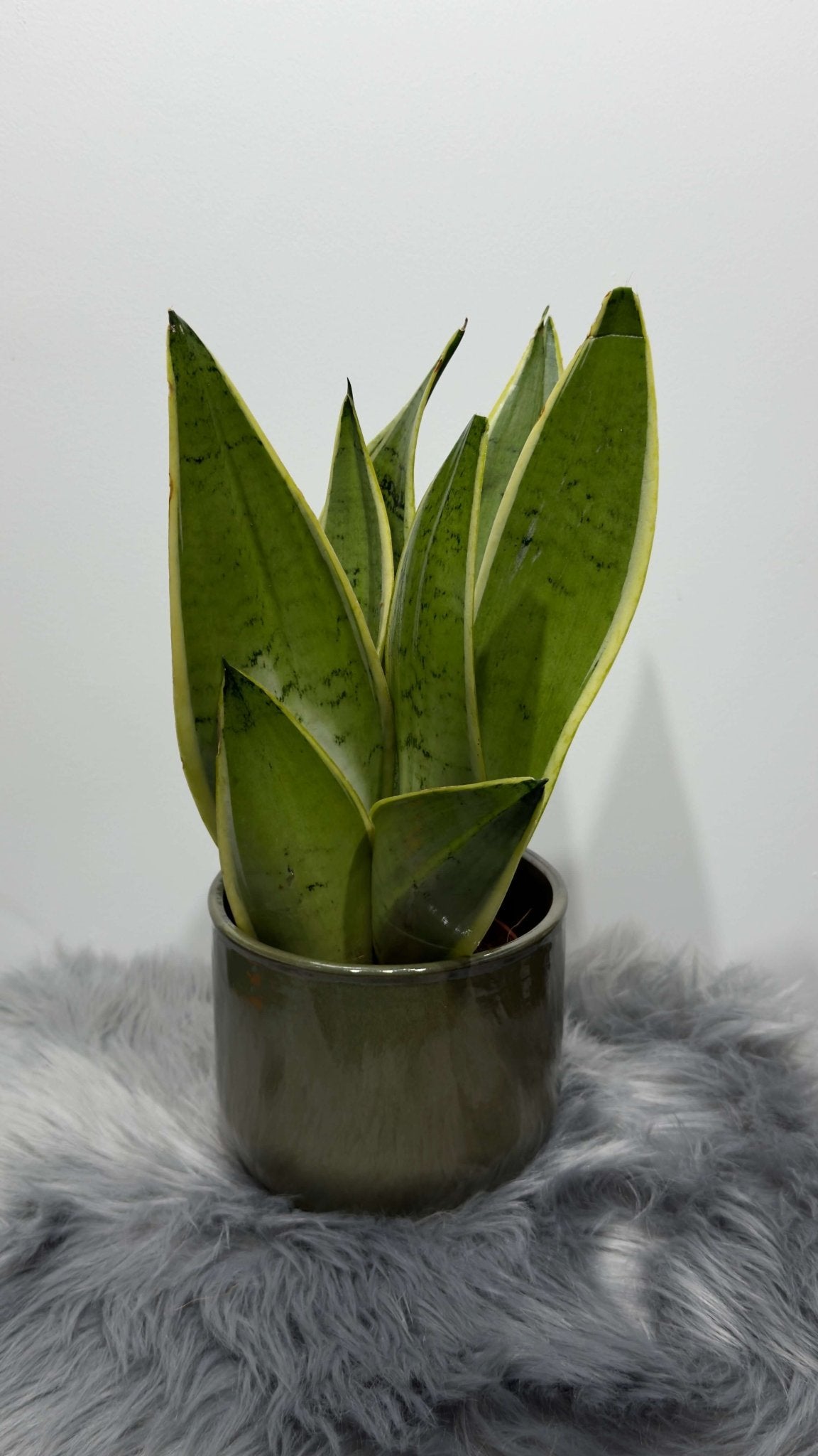 Sansevieria Snow White - www.augi - plants.lv