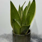 Sansevieria Snow White - www.augi - plants.lv