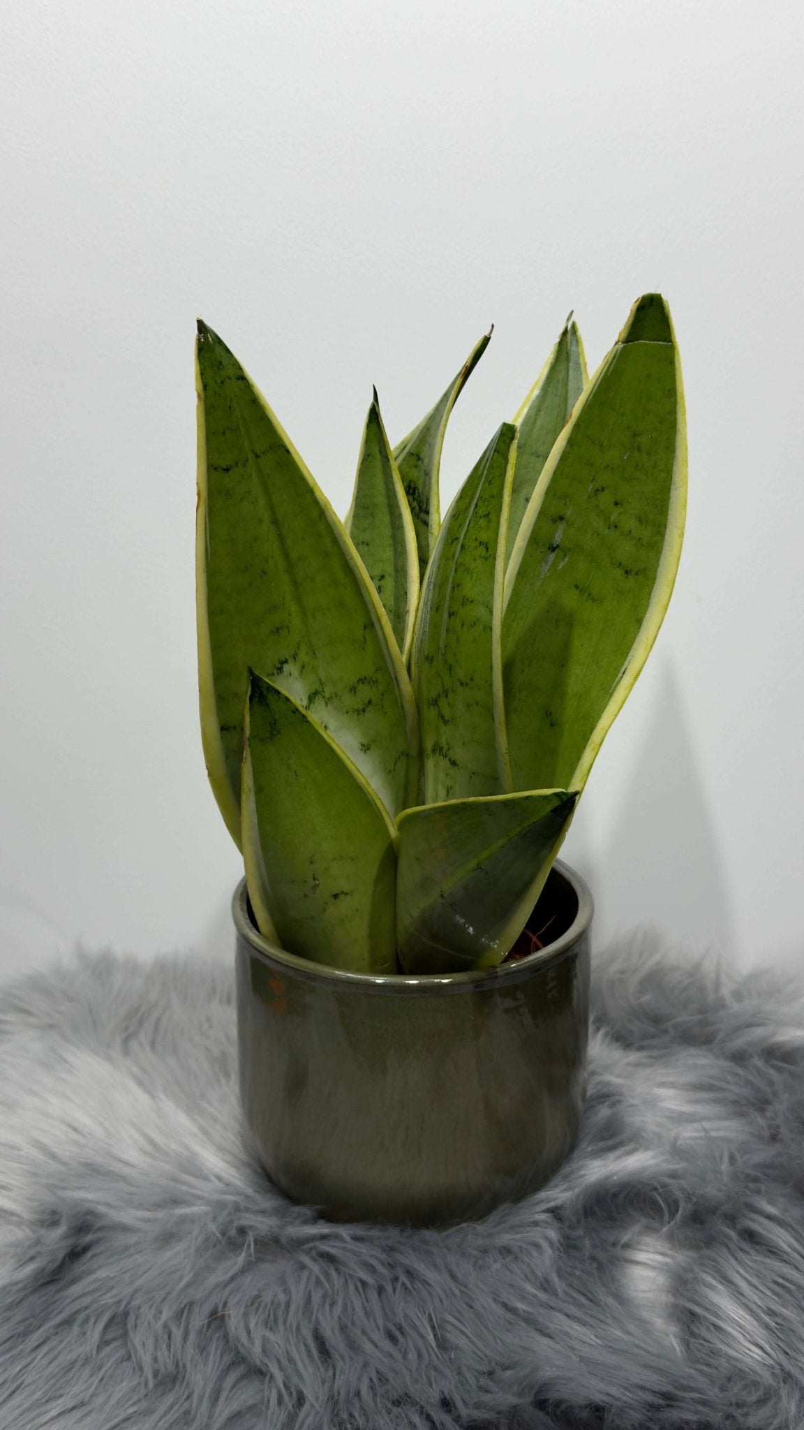 Sansevieria Snow White - www.augi - plants.lv