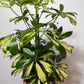 Schefflera Gerda - www.augi - plants.lv