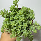 Sedum burrito - www.augi - plants.lv